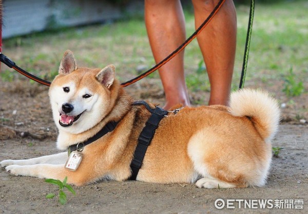 ▲當心走丟！爸爸自製「犬民身分證」，上頭晶片號碼全都記。（圖／網友陳文俊提供，請勿隨意翻拍，以免侵權。）