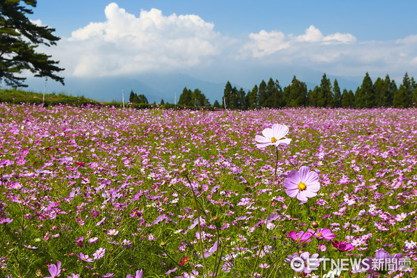 ▲▼福壽山農場。（圖／記者黃克翔攝）