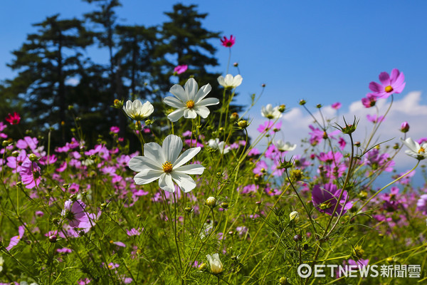 ▲▼福壽山農場。（圖／記者黃克翔攝）