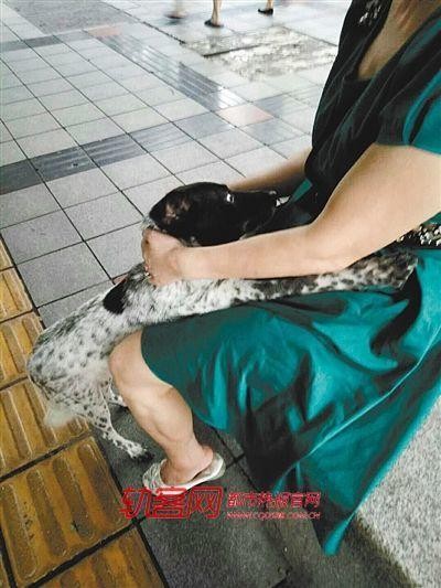 ▲▼重慶忠犬醫院外等主人。（圖／取自《都市熱報》）