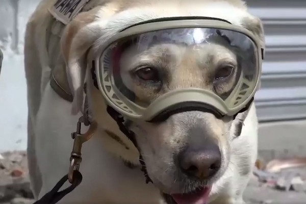 ▲搜救犬「芙烈達」出任務時頭戴護目鏡，模樣十分帥氣。(圖／翻攝自推特)