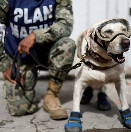 ▲ 搜救犬「芙烈達」出任務時頭戴護目鏡，模樣十分帥氣。(圖／翻攝自推特)  