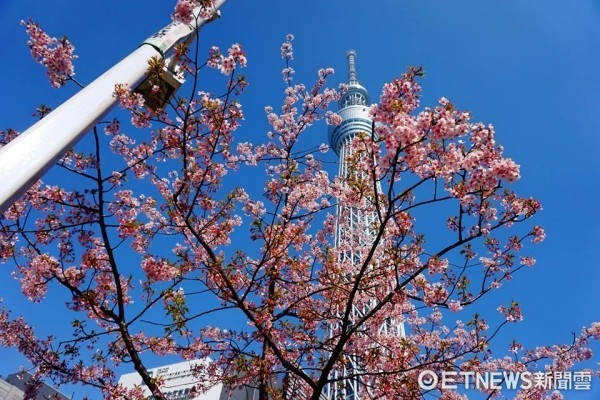 ▲東京晴空塔下賞櫻。（圖／記者官仲凱攝）