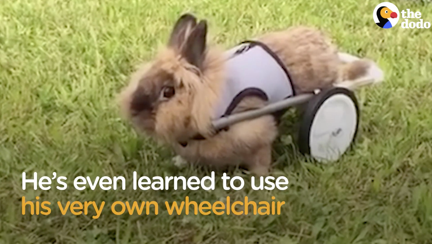 ▲癱瘓兔獲救　輪椅讓牠重新走路（圖／翻攝自Dodo Impact）