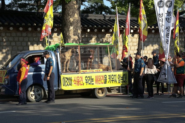 ▲▼南韓狗肉協會要求政府開放1至2隻狗能宰殺食用。（圖／翻攝自동물보호시민단체 카라粉絲專頁）