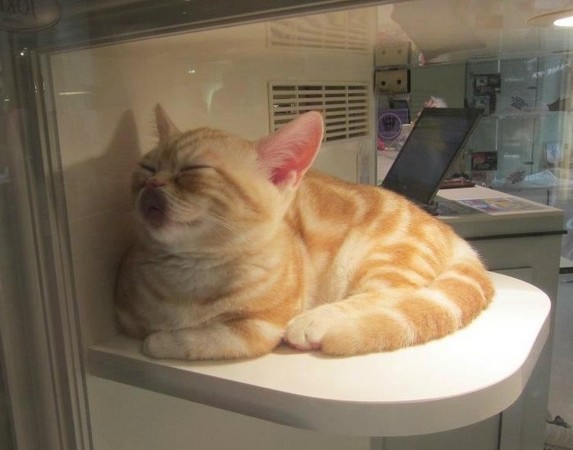 ▲來個安全之吻吧！貓咪臉貼玻璃睡著　「吸盤嘴」太萌啦♥。（圖／翻攝自推特／tatuya01）
