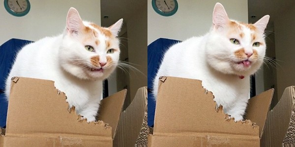 ▲這紙箱摻了什麼？胖貓啃到ㄎㄧㄤ　變「奇怪生物」狂甩頭。（圖／翻攝「樓板娘」微博）