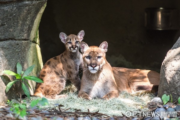 美洲獅喵喵的三胞胎。（圖／台北市立動物園提供）