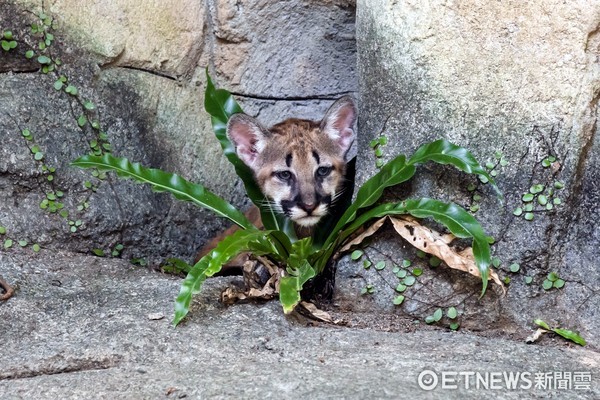 美洲獅喵喵的三胞胎。（圖／台北市立動物園提供）