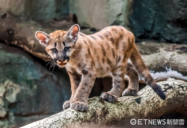 美洲獅喵喵的三胞胎。（圖／台北市立動物園提供）