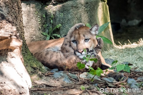 美洲獅喵喵的三胞胎。（圖／台北市立動物園提供）