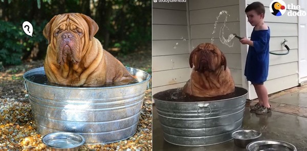 法國獒犬洗澡澡～浴盆直接塞滿　一臉厭世沖涼：好熱啊（圖／翻攝自Instagram：legenddogue）