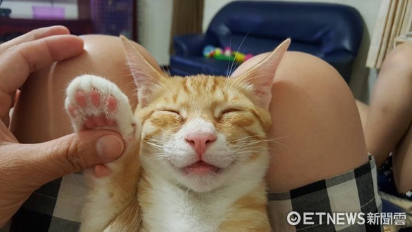 小橘猫熟睡马麻怀里 「眯眼甜笑」整个下午:呵呵.好多罐罐