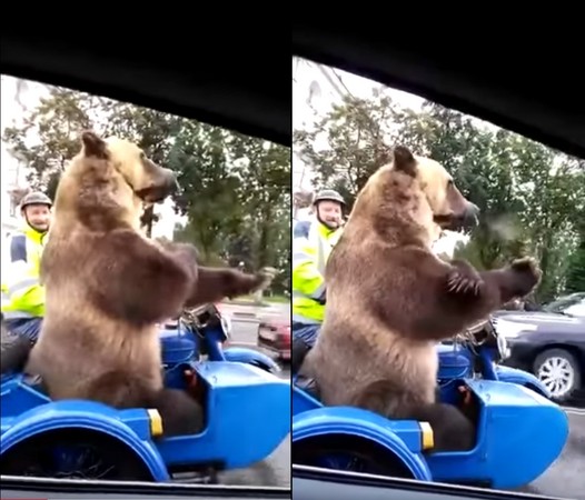 ▲▼俄羅斯一隻熊坐摩托車吹喇叭。（圖／Niks Ļeoņenko／Niks Ļeoņenko）