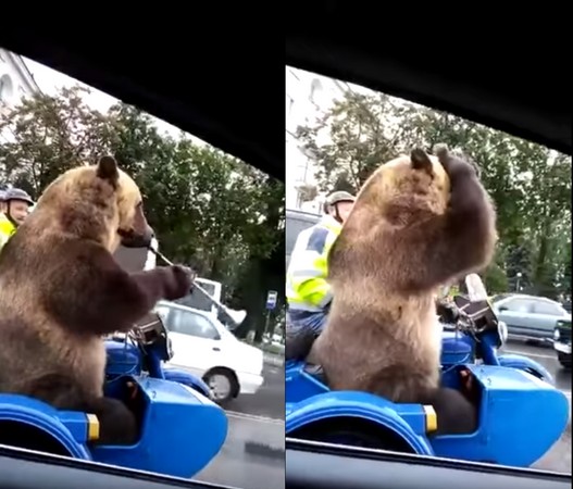 ▲▼俄羅斯一隻熊坐摩托車吹喇叭。（圖／Niks Ļeoņenko／Niks Ļeoņenko）
