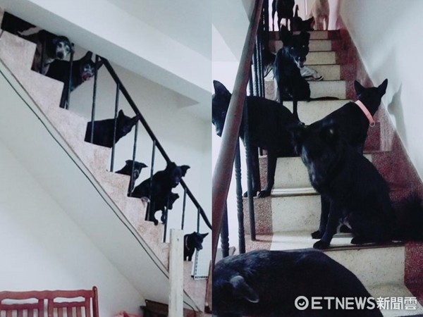 一整個樓梯被數量眾多的黑狗們躺好躺滿。（圖／網友杜杜授權，下同。）