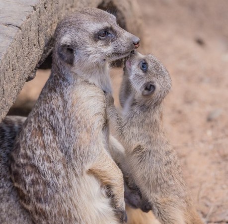 ▲▼貓鼬寶寶。（圖／翻攝自National Zoo & Aquarium Canberra粉專）