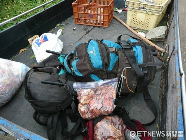 台東何姓及邱姓嫌疑人藉颱風來襲，上山盜採牛樟芝及金線蓮，利用風雨作為掩護下山，不料仍遭埋伏的員警逮個正著。（圖／台東縣警察局提供）