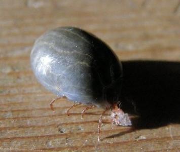 日蝨子傳染 重症熱性血小板減少症候群 已有6死 Ettoday國際新聞 Ettoday新聞雲