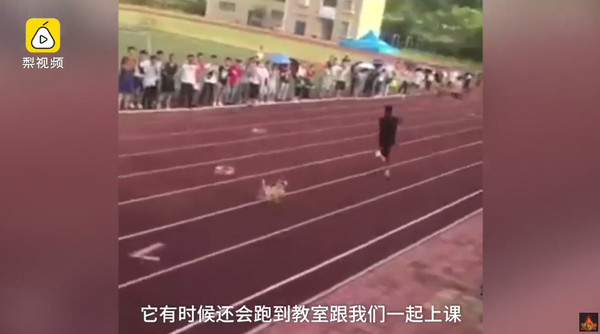 狗狗是人類最好的朋友！福建省福州大學日前舉辦一場「4x100接力賽」，場上可看努力奔馳的跑者，但中途卻引起觀眾騷動，因為緊追在第2名後面的竟是一條「黃色的狗」，跑者也逗趣回應「還好我跑得比狗快！」（圖／翻攝自YouTube）