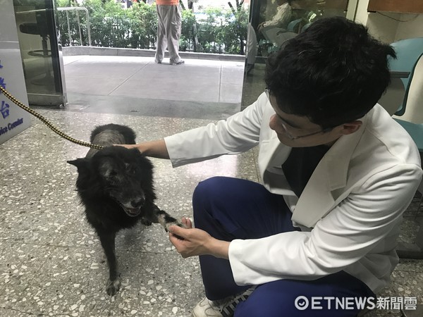 忠犬小黑被車撞。（圖／新北市動保處提供）