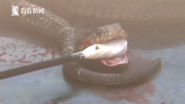 眼鏡蛇被「斷頭烹煮」4小時　蛇頭飛撲咬傷廚房大媽。（圖／翻攝自看看新聞）