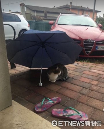 ▲雨傘晾門口...貓星人偷跑進來躲雨！女主被萌到手刀按快門。（圖／網友Cai Jia Wei提供，請勿隨意翻拍，以免侵權。）