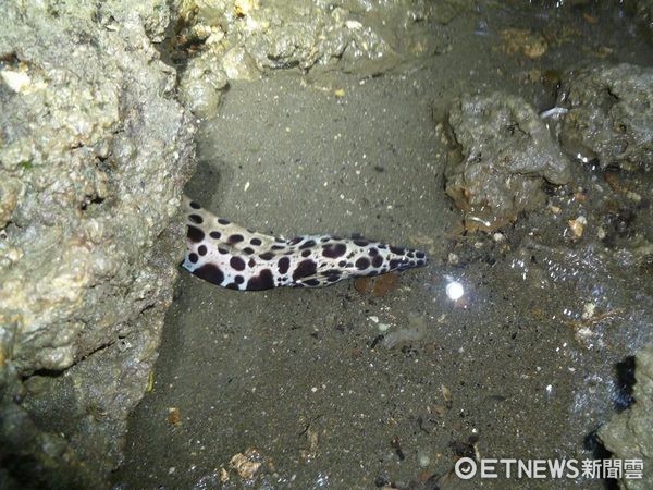  ▲大潭藻礁潮池裡的【裸胸鯙】，出現這種頂級的掠食性動物，代表藻礁生態系的完整和豐富。（圖／涂六郎提供）