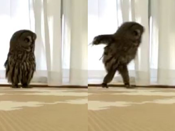 貓頭鷹「大吉先生」從肚下伸出超長腳，張開翅膀、小跑步蹦跳。（圖／翻攝自Twitter@kedama_hoihoi。）