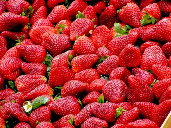 ▲草莓。（圖為示意圖／取自pixabay）