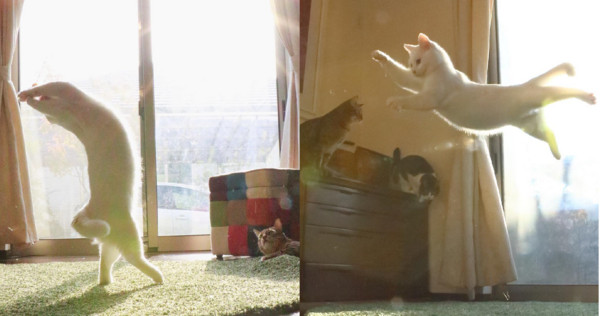 白貓「Miruko」站起優雅跳芭蕾，旋轉、飛躍彷彿在無重力空間。（圖／翻攝自Instagram@mirko__chisa。）