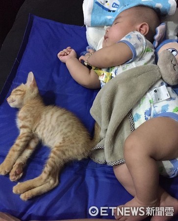 小貓「吐司」倒寶寶「漢堡寶」身旁跟著睡，相似睡姿網笑：一家人無誤！（圖／網友Misia Chen授權。）