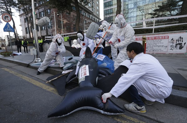 ▲▼日本以「科學研究」為名 捕殺177鯨魚。（圖／達志影像／美聯社）