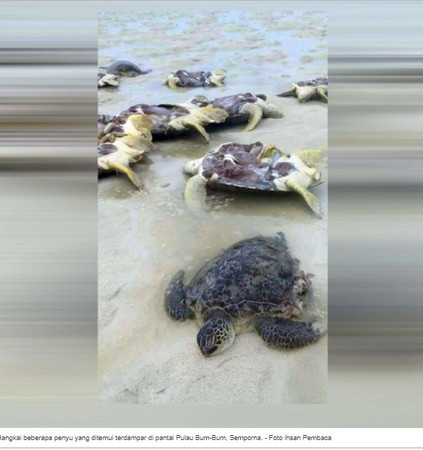 ▲▼ 沙巴州的海龜被人剖腹取卵。（圖／翻攝自《每日新聞》）