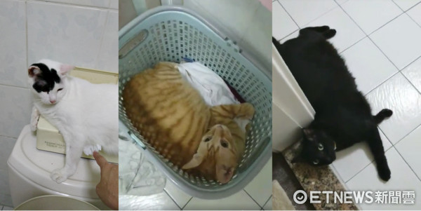 貓咪「襪子」趴浴室拉門門框上，偷看奴才洗澡。（圖／網友Ray Wu授權。）