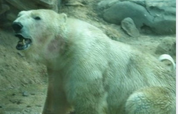 ▲北極熊「亞諾姬」健康良好，為成動物園人工「播種」的首選。（圖／翻攝自臉書）