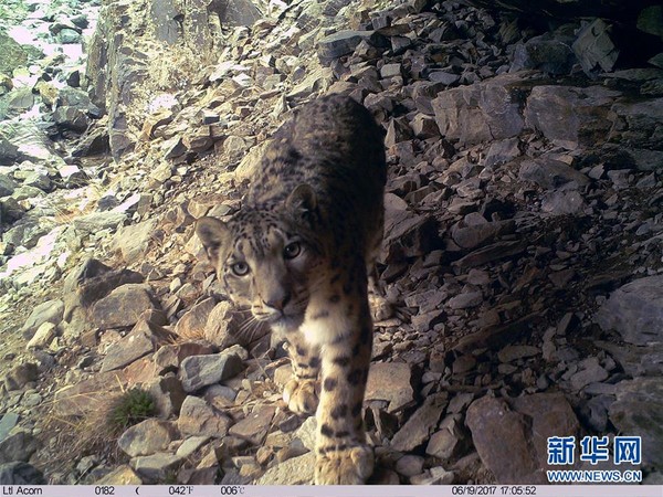 青海省祁連山自然保護區內拍攝到的雪豹。（圖／翻攝自新華社）