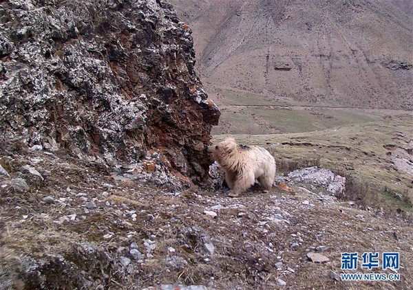 青海省祁連山自然保護區內拍攝到的棕熊。（圖／翻攝自新華社）