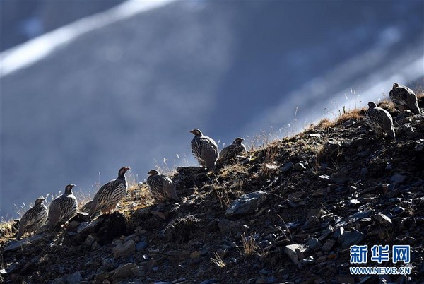 青海省祁連山自然保護區內拍攝到的雪雞。（圖／翻攝自新華社）