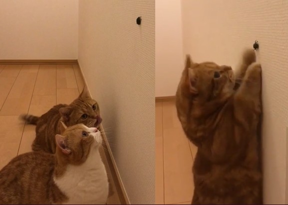 ▲▼貓咪對牆上蟲蟲超好奇　曼赤肯使出傳家密技「無影爪」。（圖／取自Instagram amaccho5160）