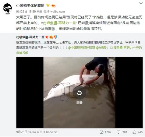 ▲▼ 稀有「中華白海豚」遭漁民分屍販售。(圖／翻攝自喵魚醬-再努力一些微博)