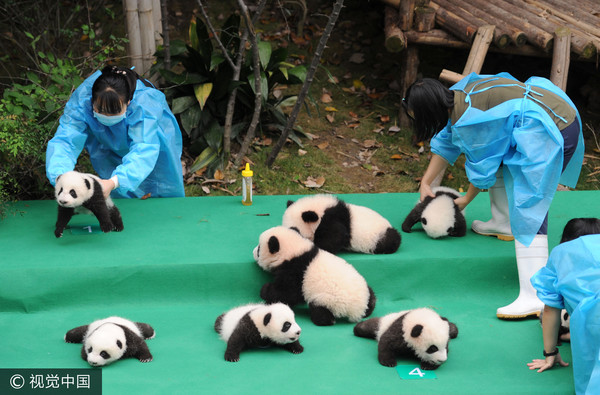 ▲奮力向前爬行的健康熊貓寶寶。（圖／CFP）