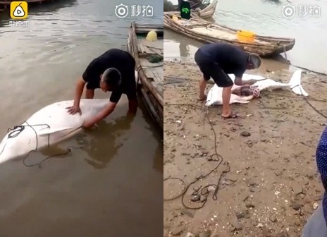 ▲▼「中華白海豚」遭漁民分屍販售。（圖／翻攝自梨視頻）