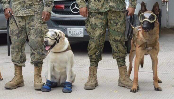 ▲▼ 墨西哥救援犬「弗里達」拯救52條人命！（圖／翻攝自Twitter Stands）