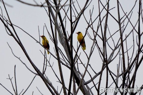 ▲有人目擊一次有5、6隻黃鸝鳥停在樹上。（圖／明道大學提供，下同）