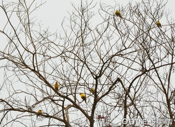 ▲有人目擊一次有5、6隻黃鸝鳥停在樹上。（圖／明道大學提供，下同）