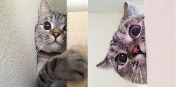 340萬粉絲！表情包公主Nala「奪金」　認證為全球最有名貓咪～（圖／翻攝自Instagram：nala_cat）