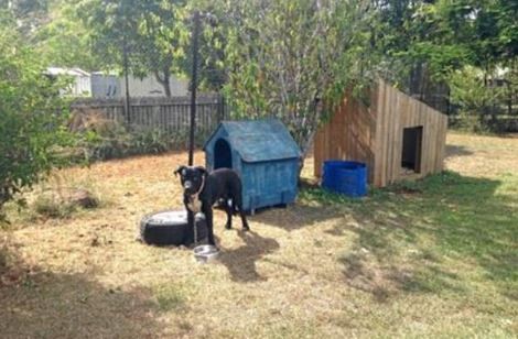 ▲狗狗無法喝到水，在高溫底下活活渴死。（圖／翻攝自皇家防止虐待動物協會）