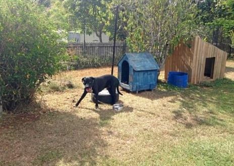 ▼狗狗被拴住，掙扎渴死。（圖／翻攝自RSPCA）