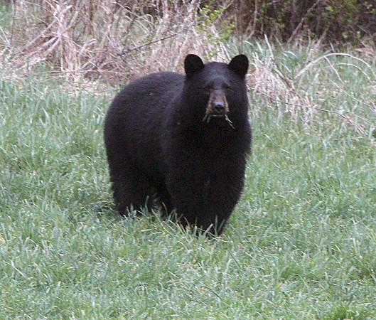 ▲▼美國科羅拉多州常有熊跑到路上的消息,熊,黑熊,。（圖／美聯社）